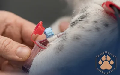Blutspende bei Hunden – Auch Hunde können Leben retten!