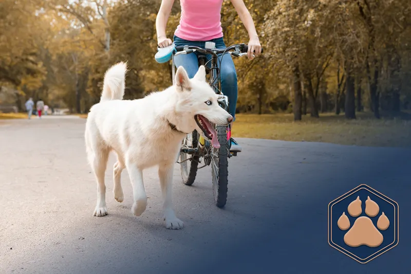 runners-dog fahrradfahren mit hund