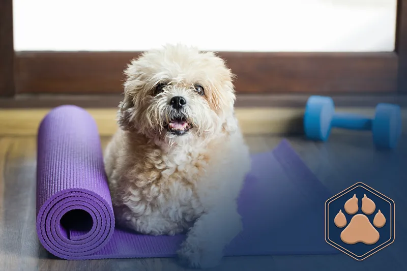 Fitnesstraining mit Hund – 6 einfache Übungen