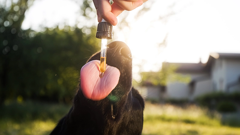 Hund leckt Pipette mit CBD-Öl ab