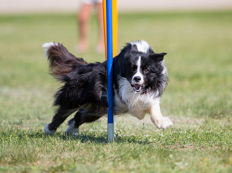 Hund läuft Slalom Hund läuft Slalom