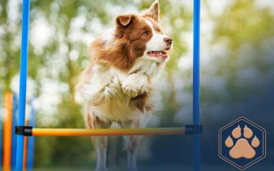 Canicross – Einfache Anleitung und Tipps 2 Agility Training für Hunde: Mehr als nur Sport – ein Abenteuer für Mensch und Hund!