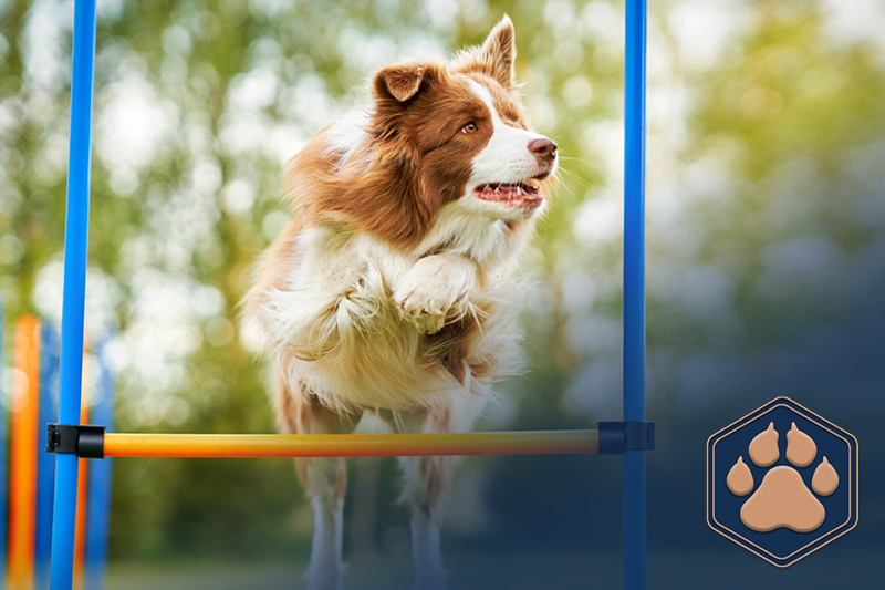 Start 4 Agility Training für Hunde: Mehr als nur Sport – ein Abenteuer für Mensch und Hund!