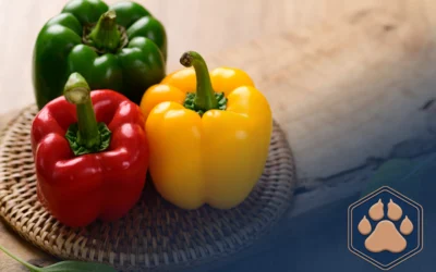 Dürfen Hunde Paprika essen? Wir klären auf!