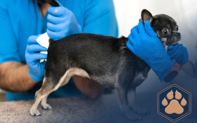 Entzündete Analdrüsen beim Hund: Symptome und Tipps zur Vorbeugung