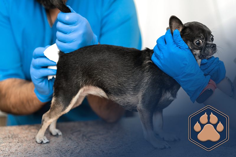 Entzündete Analdrüsen beim Hund: Symptome und Tipps zur Vorbeugung