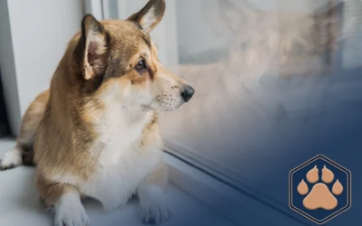 Hund allein lassen – Wie das mit dem richtigen Training klappt