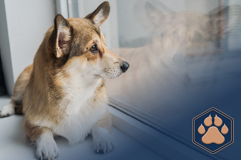 Hund allein lassen – Wie das mit dem richtigen Training klappt