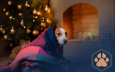 Hund an Silvester beruhigen – Wie der Jahreswechsel mit deinem Vierbeiner entspannter wird!