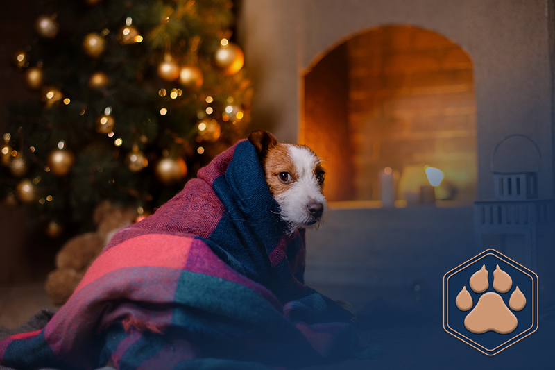 Hund an Silvester beruhigen – Wie der Jahreswechsel mit deinem Vierbeiner entspannter wird!