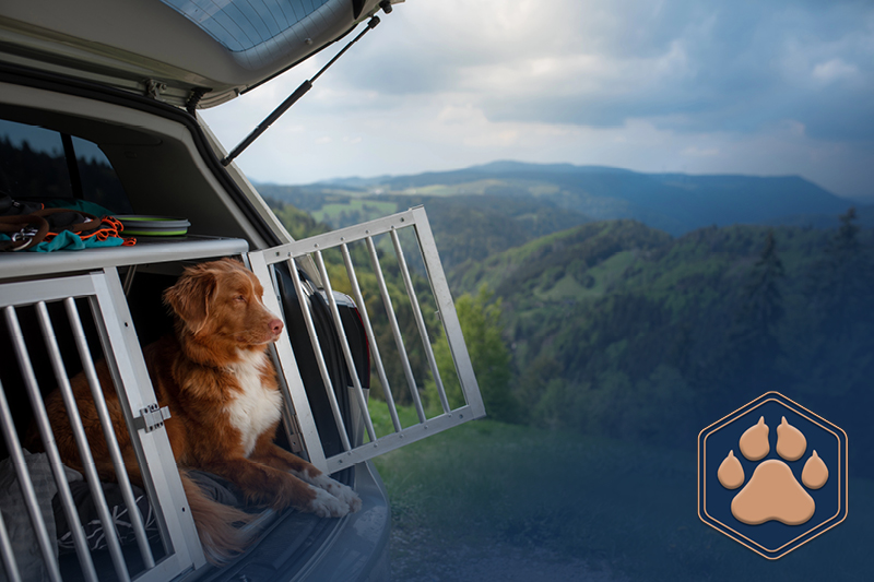 Hund im Auto transportieren – Warum der sichere Transport so wichtig ist