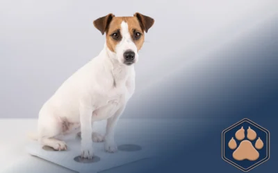 Übergewicht beim Hund reduzieren – Mein Hund muss abnehmen!