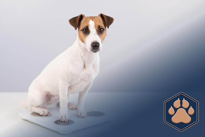 Übergewicht beim Hund reduzieren – Mein Hund muss abnehmen!