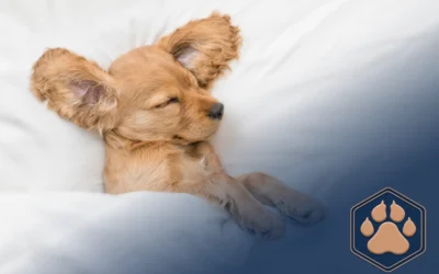 Warum Hunde im Bett schlafen sollten – 5 gute Gründe für gemeinsame Kuschelstunden