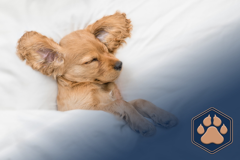 Warum Hunde im Bett schlafen sollten – 5 gute Gründe für gemeinsame Kuschelstunden