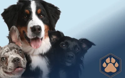 Maulkorb für Hunde - Schluss mit den Vorurteilen 7 Welche Hunderasse passt zu mir? Finde es heraus!