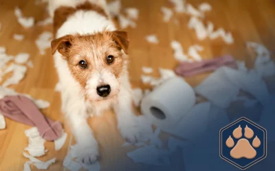 Warum Trennungsangst beim Hund mehr ist als nur ein „kleines Problem“!