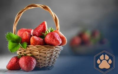 Dürfen Hunde Tomaten essen? Das solltest Du wissen! 2 Dürfen Hunde Erdbeeren essen? So gesund ist die Beere!