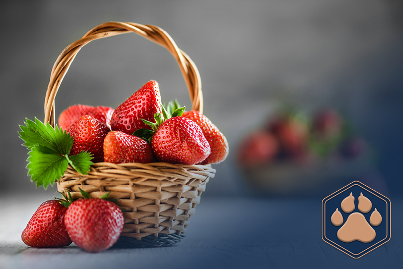 Start 2 Dürfen Hunde Erdbeeren essen? So gesund ist die Beere!