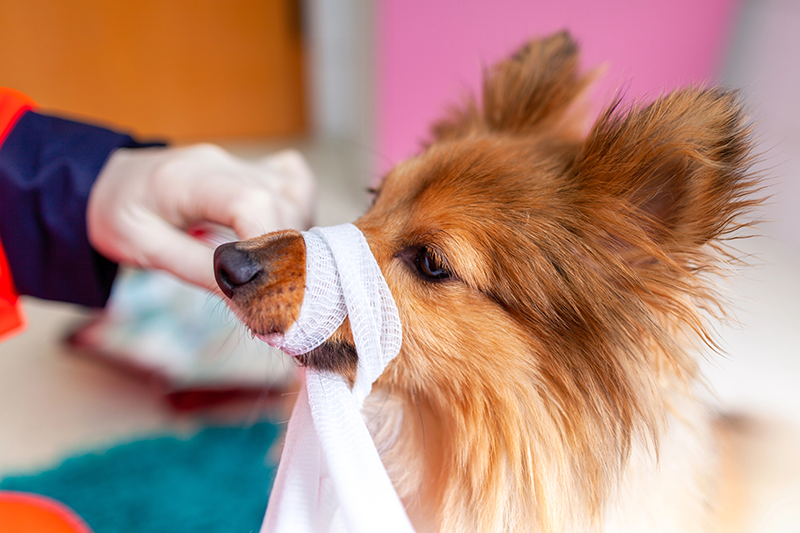 Erste Hilfe Maulschlaufe Erste Hilfe Maulschlaufe