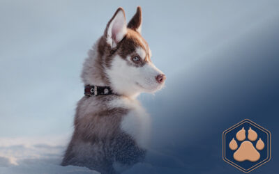 Entzündete Analdrüsen beim Hund: Symptome und Tipps zur Vorbeugung 2 Hund im Winter – Tipps für Pflege & Schutz für die kalte Jahreszeit